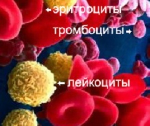 лейкоциты крови