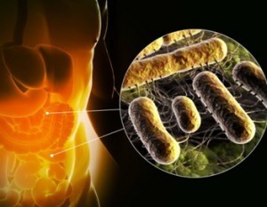 микроорганизмы в кишечнике