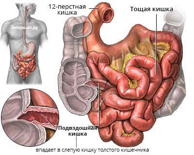 иллюстрация анатомии тощей и подвздошной кишки