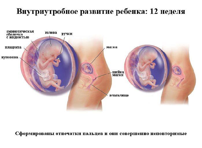 Беременность 12 недель узи скрининг