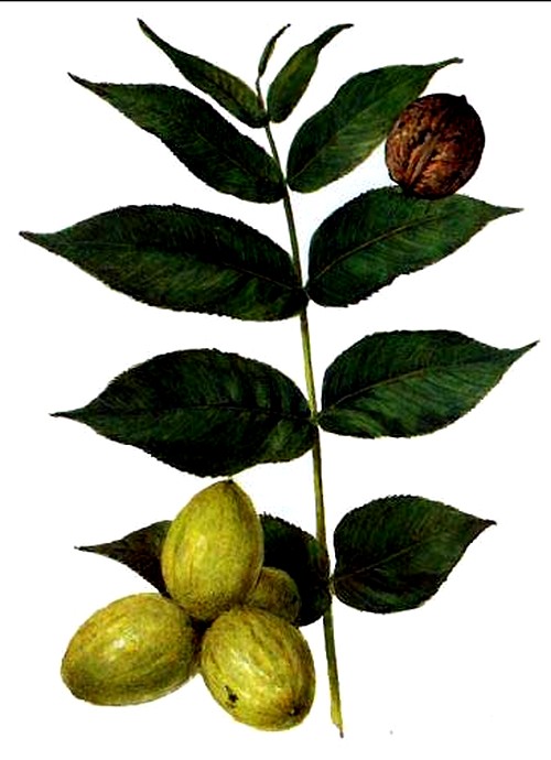 листья грецкого ореха при воспаленных лимфоузлах