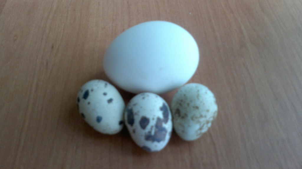 Перепелиные яйца легко отличить от куриных