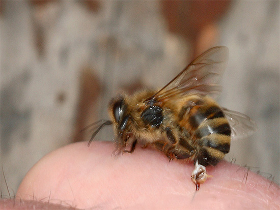 Многие насекомые при укусе вводят под кожу яд, что приводит иногда к серьезным отекам и аллергиям.