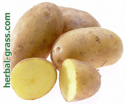 Картофель - полезные и лечебные свойства, лечение соком картофеля