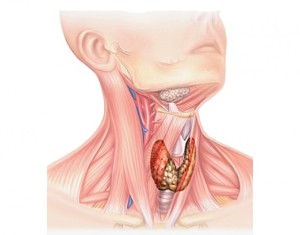 Щитовидная железа: симптомы