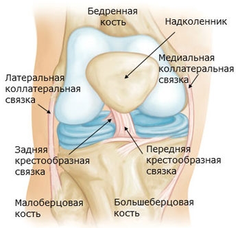 Связка коленного сустава