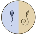 Более половины сперматозоидов должны иметь нормальное строение